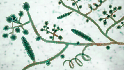 Fungi Trichophyton mentagrophytes, 3D illustration © Dr_Microbe