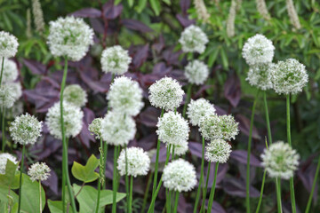 White allium 'Mount Everest' in flower