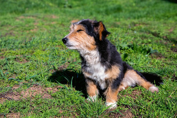 Cute tricolor farm dog rests on grass outdoors