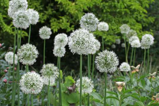 White allium 'Mount Everest' in flower