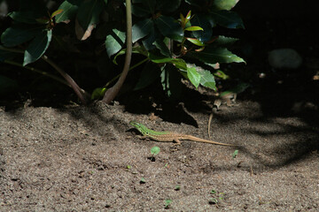 lizard,reptile,wild,animal,green,nature,