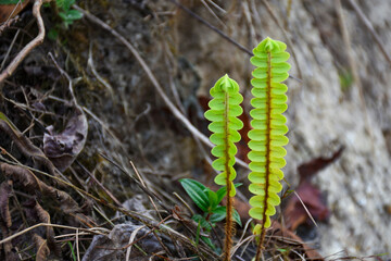 Flat Fern, Brake Fern, Beautiful and green with long blade