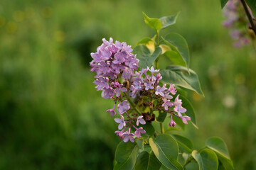 Fototapeta na wymiar lilac tree