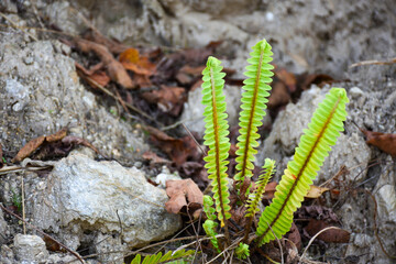 Flat Fern, Brake Fern, Beautiful and green with long blade