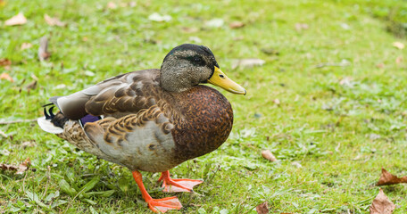 Female duck standing on gras, Vancouver Canada