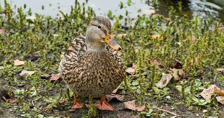 Female duck standing on gras next to pond, Vancouver Canada