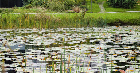 lilies in the pond in vancouver canada