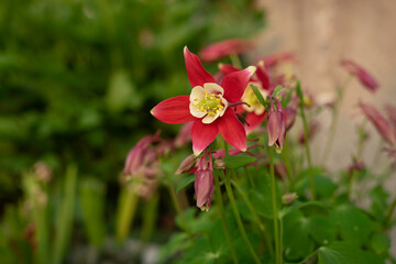 Origami Red and White Columbine

