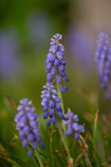 Blue Grape Hyacinth
