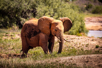 Elephants in Kenya Africa. Animals from a herd of elephants in Kenya. They roam the savannah in...