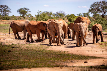 Fototapeta premium Elephants in Kenya Africa. Animals from a herd of elephants in Kenya. They roam the savannah in search of water. Elephant baby with children and mother animals