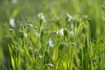 delicate white forest flowers. Spring, background and texture