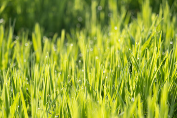 Juicy grass, shoots with raindrops or roses. Succulent background, green plant texture
