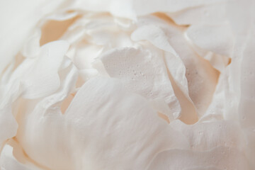 Tender pink peony with small water droplets in macro. Flower bud in bloom. Valentines Day, Romance, wedding, invitation card concept