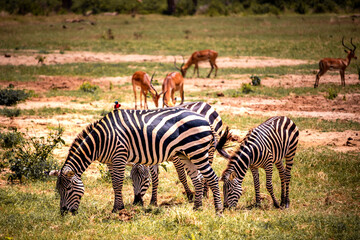 Fototapeta na wymiar A typical picture on Sadfari through the different safari and national parks in Kenya Africa. Wildlife in the savanna.