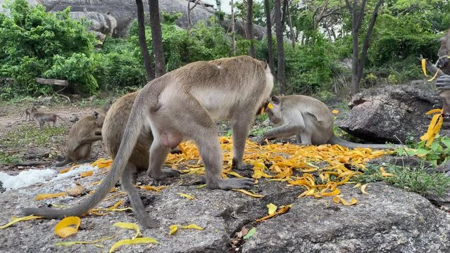 Monkeys eating yellow mango peel skin. Famous tourist attraction Khao Hin Lek Fai hill picturesque rock mountain. Green forest scenery background. Long tail monkey eating mango skin on ground