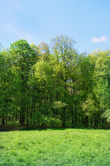 Fototapeta na wymiar green forest and blue sky, natural bright background. beautiful summer landscape with green foliage trees, sunny day. spring summer season