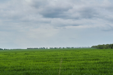 Fototapeta premium Photo of a green spring landscape. Growing wheat in a field near a forest plantation. Agricultural property. Wheat is grown for export and processing into flour. Ingredient for baking bread.
