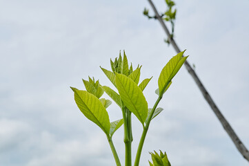 Photo of a green spring landscape. Growing wheat in a field near a forest plantation. Agricultural property. Wheat is grown for export and processing into flour. Ingredient for baking bread.