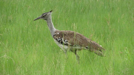 Kori Bustard