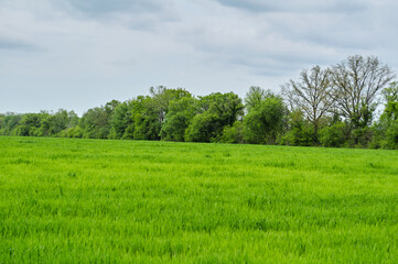 Photo of a green spring landscape. Growing wheat in a field near a forest plantation. Agricultural property. Wheat is grown for export and processing into flour. Ingredient for baking bread.