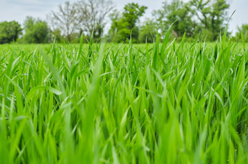 Photo of a green spring landscape. Growing wheat in a field near a forest plantation. Agricultural property. Wheat is grown for export and processing into flour. Ingredient for baking bread.
