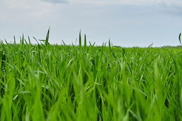 Photo of a green spring landscape. Growing wheat in a field near a forest plantation. Agricultural property. Wheat is grown for export and processing into flour. Ingredient for baking bread.