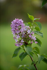 lilac flowers
