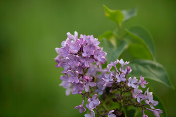 Obraz premium lilac flowers