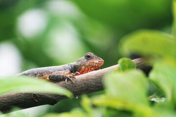 lizard on a tree