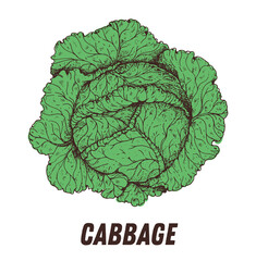 Cabbage sketch. Hand drawn vector illustration. Engraved image. Cabbage vegetable hand drawn sketch.