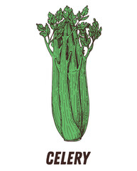Celery sketch. Hand drawn vector illustration. Engraved image. Celery vegetable hand drawn sketch.