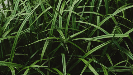 Green grass with water drops as background texture