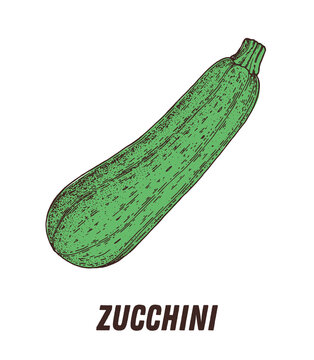 Zucchini sketch. Hand drawn vector illustration. Engraved image. Zucchini vegetable hand drawn sketch.