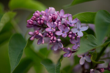 lilac flowers