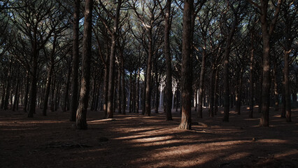 forest of plants typical of the coast of the mediterranean sea