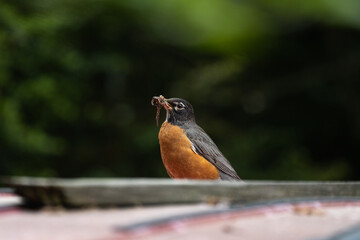 American robin perched on car with its beak full of worms on an overcast day with a blurry background