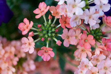 Beautiful garden flower in soft pink colors