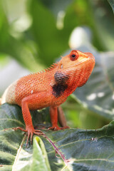 bearded dragon lizard