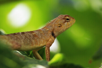 Lizards are a widespread group of squamate reptiles, with over 6,000 species, ranging across all...