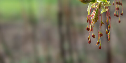 Close-up flowers and young leaves of the ash-leaved maple tree in early spring. Selective focus. Blurry background with space for text. The awakening of nature