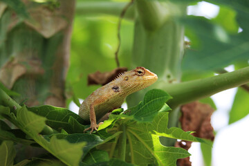 Lizards are a widespread group of squamate reptiles, with over 6,000 species, ranging across all continents except Antarctica, as well as most oceanic island chains.