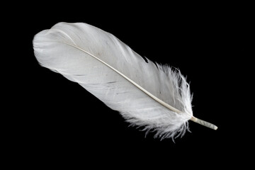 white feather of a goose on a black background