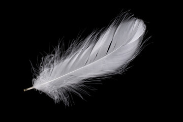 white feather of a goose on a black background