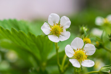 Obraz na płótnie Canvas white strawberry flowers on a green background