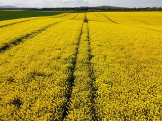 On a field in Goslar in the suburb of Vienenburg am Nordharz in the state of Lower Saxony, a farmer...