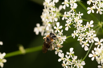 beautiful insect in spring on leaf in the grass