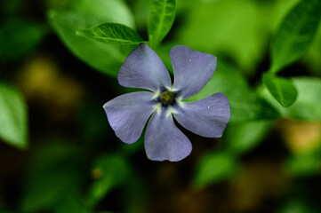 Close-up photo of a purple Vinca. A genus of creeping shrubs or perennial herbs of the Kutrovye family.