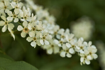 Blossoming branch of bird cherry with many white small flowers. botanical Latin name Prúnus pádus. Very strong aroma, it is not recommended to put such bouquets in the bedroom.
