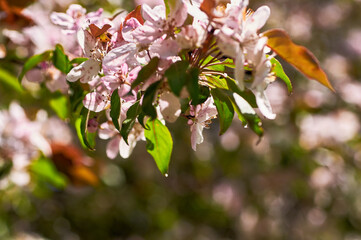 Blooming apple tree in the botanical garden. Pink flowers on tree branches. Walks in the open air. Spend time with family. Leisure. Natural landscape in May.